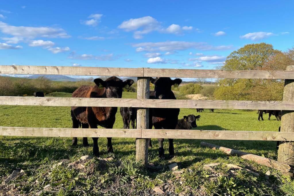 Galloway Farmstay Broughton Newton Stewart Eksteriør billede